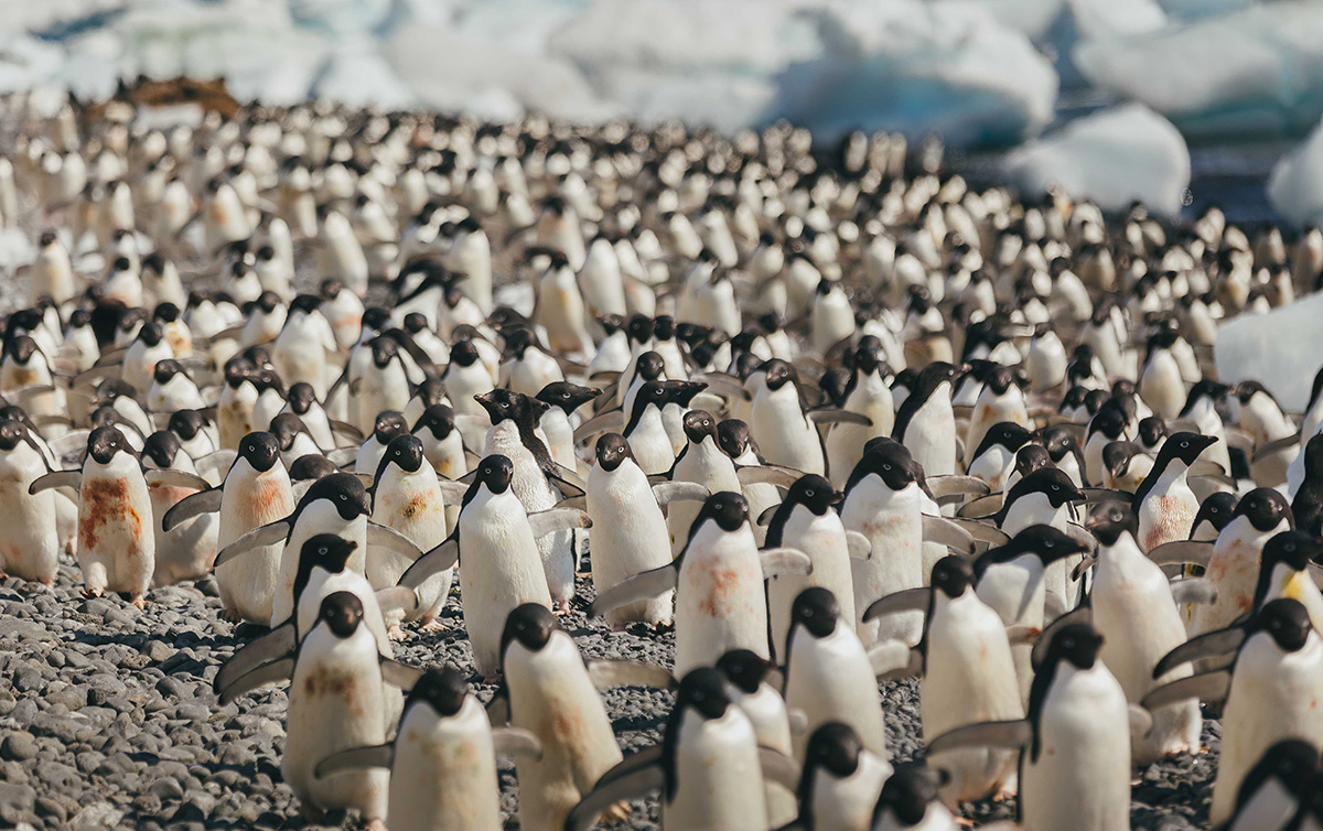 Adelie penguins, Brown Bluff, Antarctica
