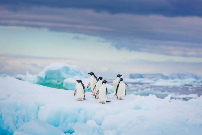 Adelie penguins, Antarctica Adelie penguins, Antarctica
