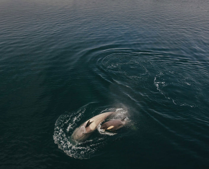 Orca, Antarctica Orca, Antarctica