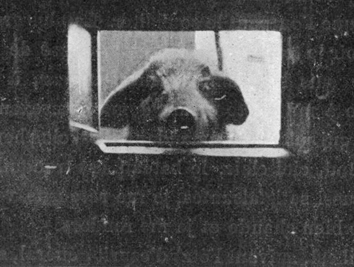 Antarctic pig Antarctic pig