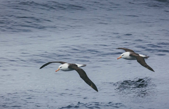 Albatross, polar front Albatross, polar front