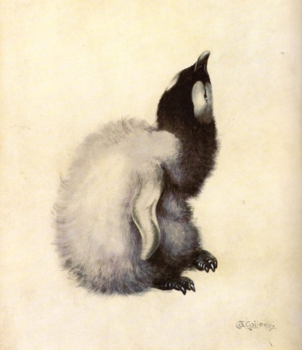 Emperor penguin chick, Edward Wilson Emperor penguin chick, Edward Wilson